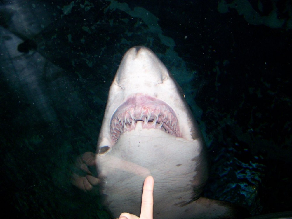 Zahn für Hai 2
