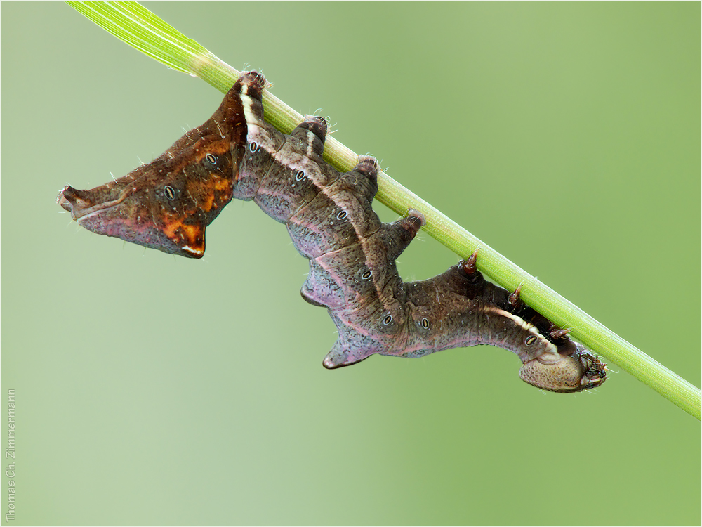 Zahn-Spinner Raupe / Nachtfalter