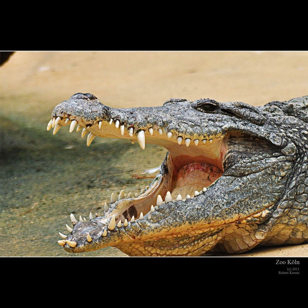 Zahn um Zahn Foto & Bild | tiere, wildlife, amphibien & reptilien