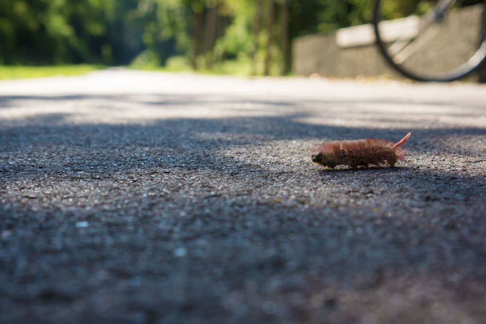 Zahnbürste auf Wanderschaft