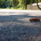 Zahnbürste auf Wanderschaft