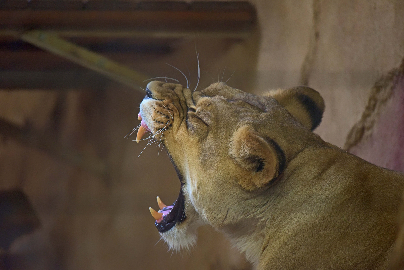 Zahnfehler im Dresdener Zoo?