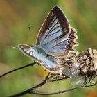 Zahnflügel- Bläuling auf dem Gespinst einer Dornspinne