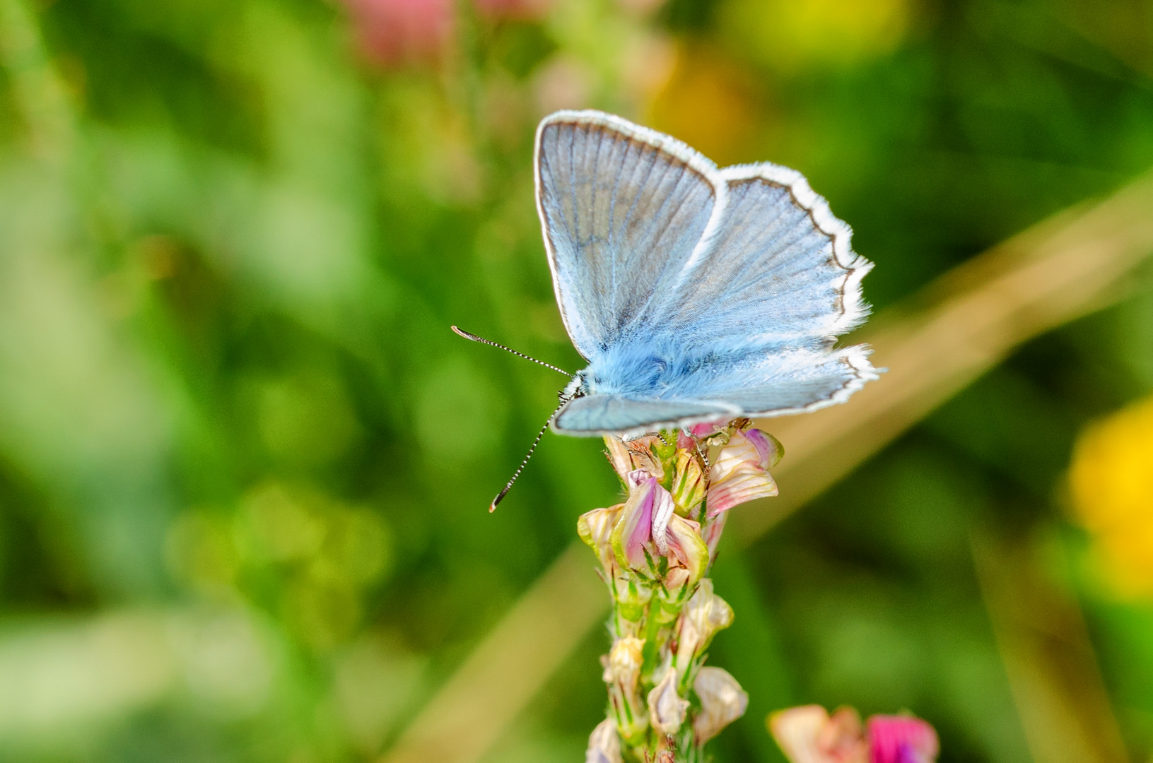 Zahnflügel-Bläuling, Männchen (Polyommatus daphnis)