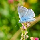 Zahnflügel-Bläuling, Männchen (Polyommatus daphnis)