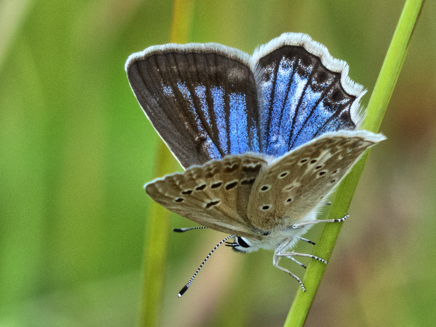 Zahnflügel-Bläuling (Polyommatus daphnis)