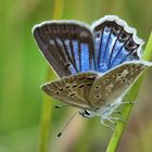 Zahnflügel-Bläuling (Polyommatus daphnis)