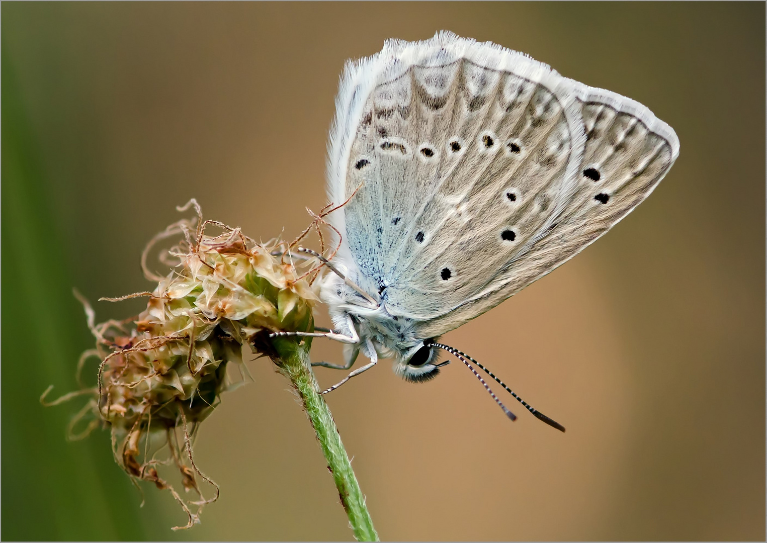 Zahnflügel Bläuling, Polyommatus daphnis