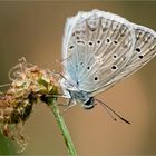 Zahnflügel Bläuling, Polyommatus daphnis