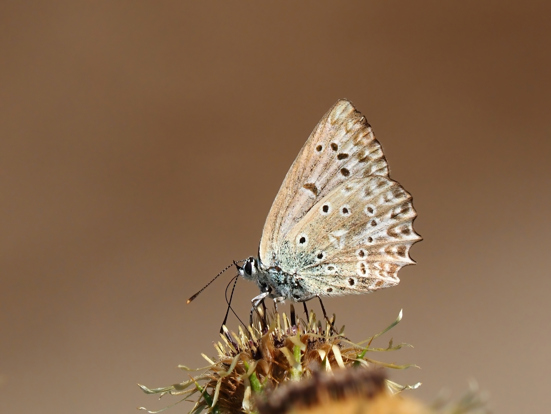 Zahnflügel-Bläuling (Polyommatus daphnis)