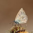 Zahnflügel-Bläuling (Polyommatus daphnis)