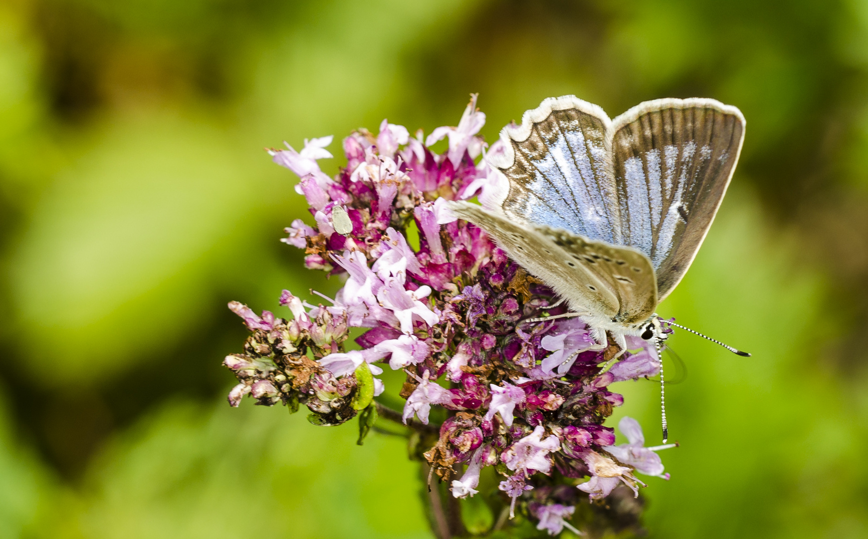 Zahnflügel-Bläuling (Polyommatus daphnis