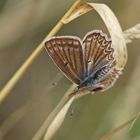 Zahnflügel-Bläuling (Polyommatus daphnis f.steeveni), Weibchen