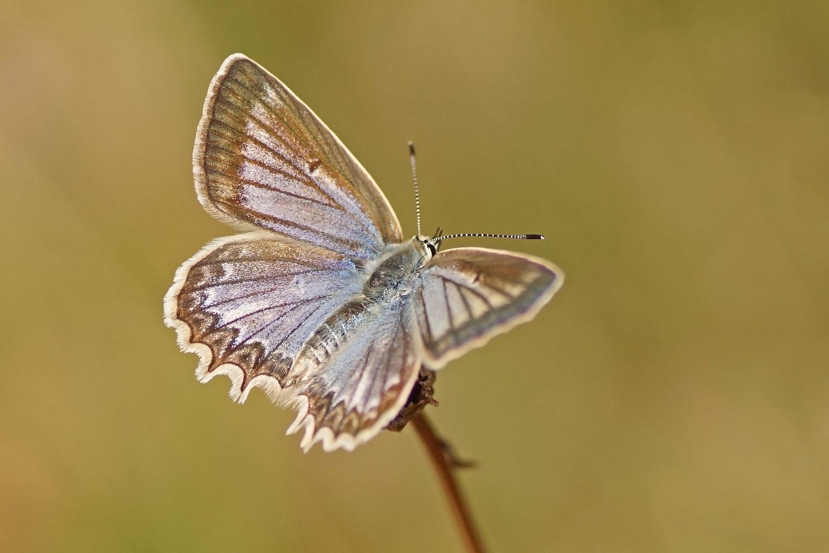 Zahnflügel-Bläuling (Polyommatus daphnis), Weibchen