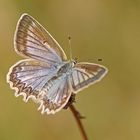 Zahnflügel-Bläuling (Polyommatus daphnis), Weibchen