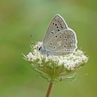 Zahnflügelbläuling (Polyommatus daphnis)