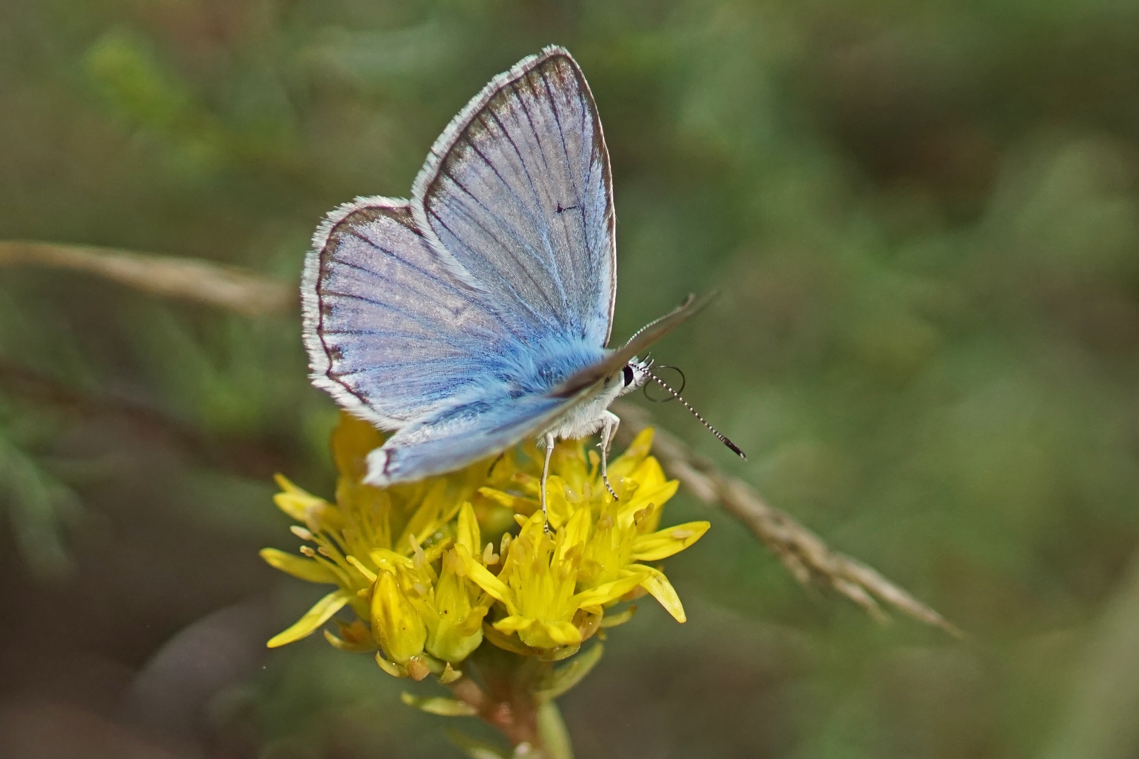 Zahnflügelbläuling (Polyommatus daphnis), Männchen