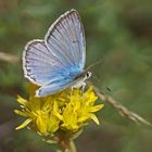 Zahnflügelbläuling (Polyommatus daphnis), Männchen