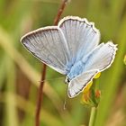 Zahnflügelbläuling (Polyommatus daphnis), Männchen