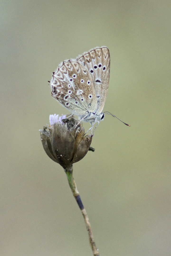 Zahnflügelbläuling (Polyommatus daphnis), Weibchen