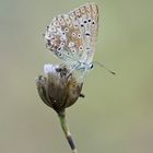 Zahnflügelbläuling (Polyommatus daphnis), Weibchen