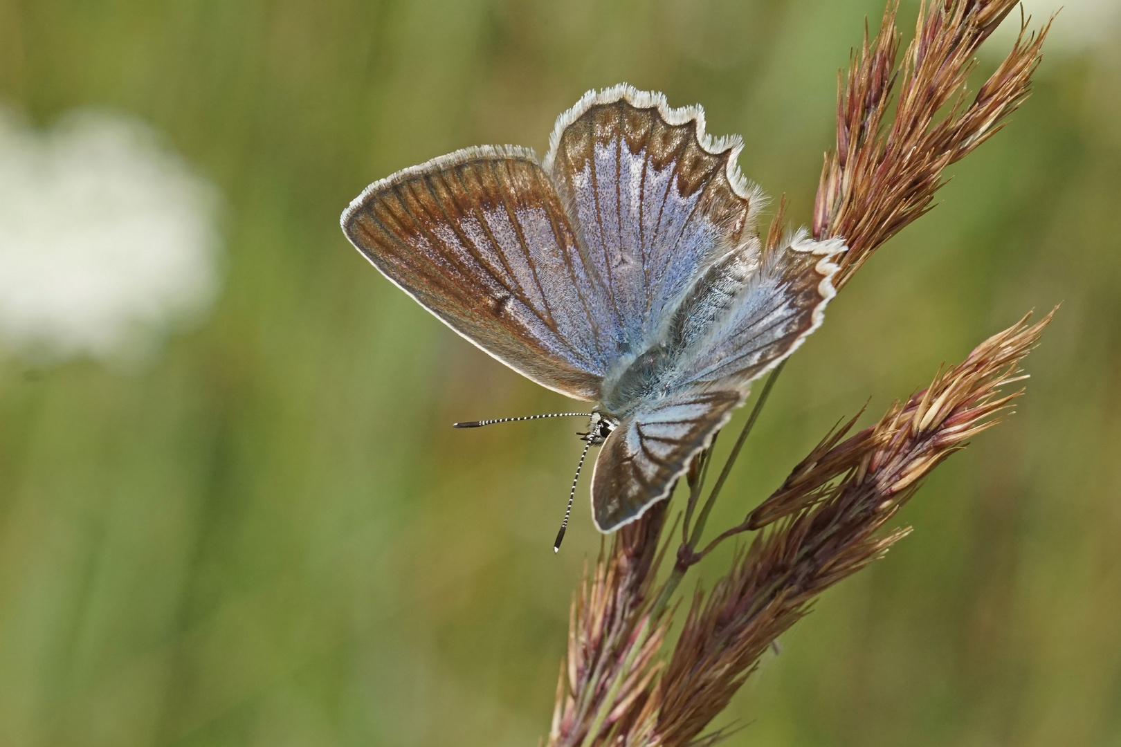 Zahnflügelbläuling (Polyommatus daphnis), Weibchen