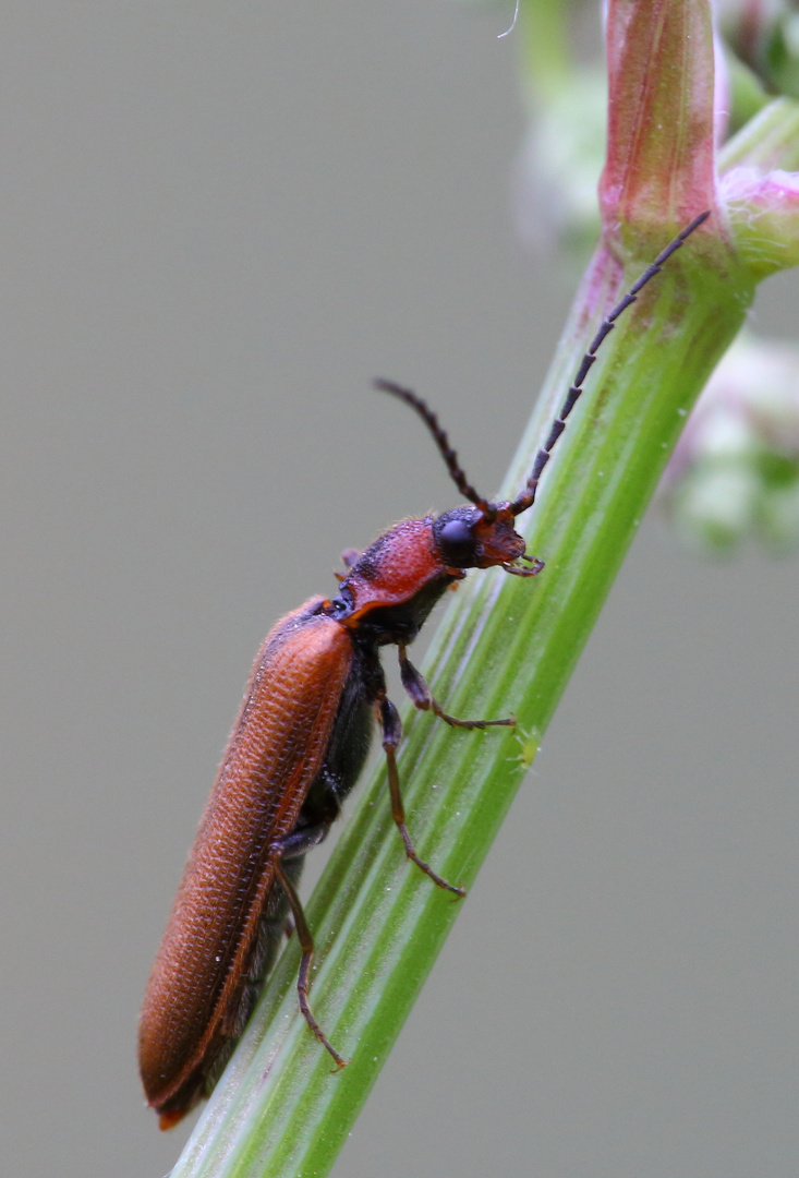 Zahnhalsiger Schnellkäfer/ Denticollis linearis