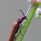 Zahnhalsiger Schnellkäfer/ Denticollis linearis