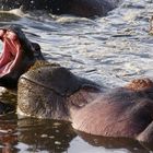 Zahnlose Begegnung im Hippopool