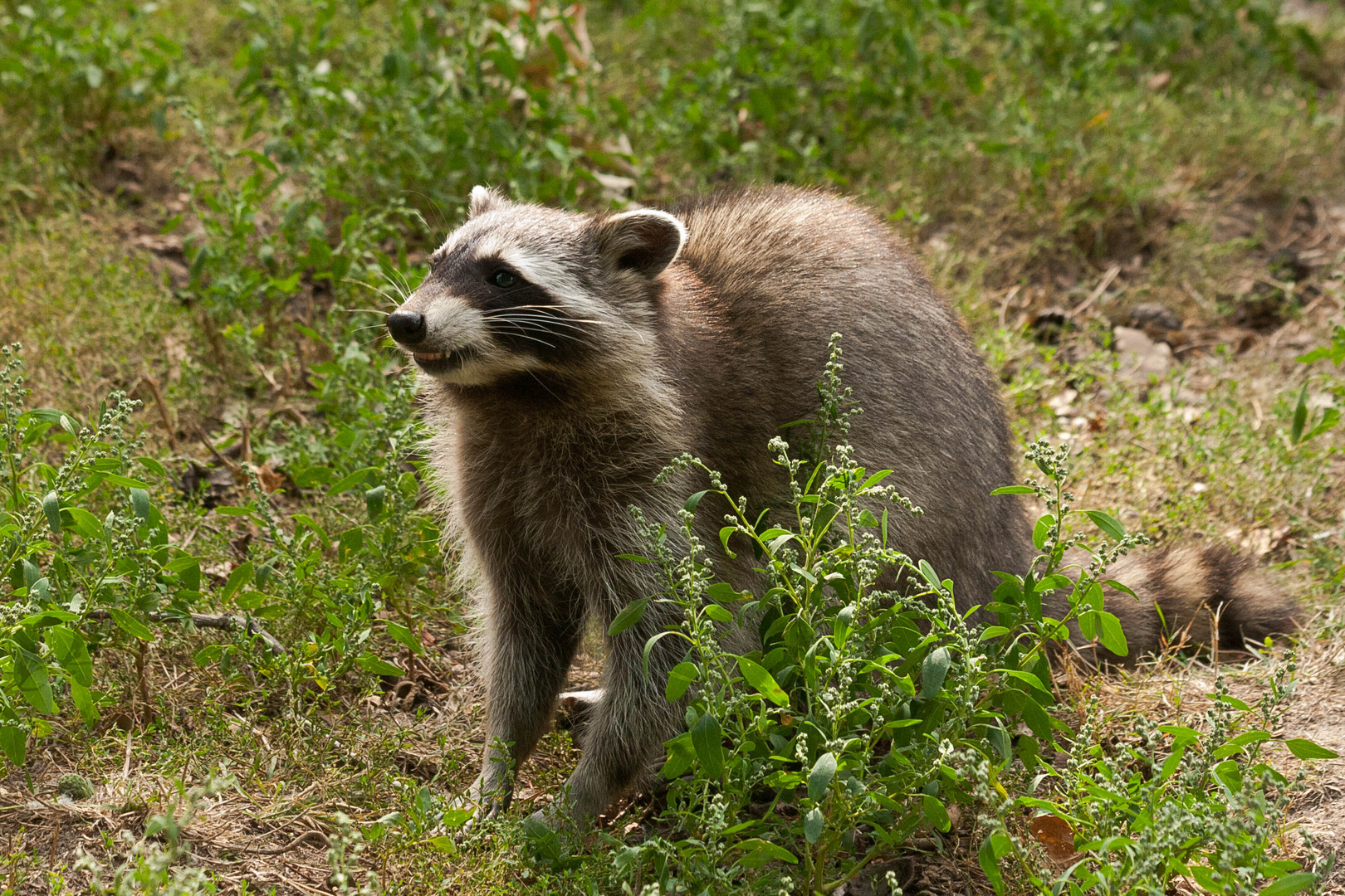 Zahnpastawerbung a´la Waschbär?