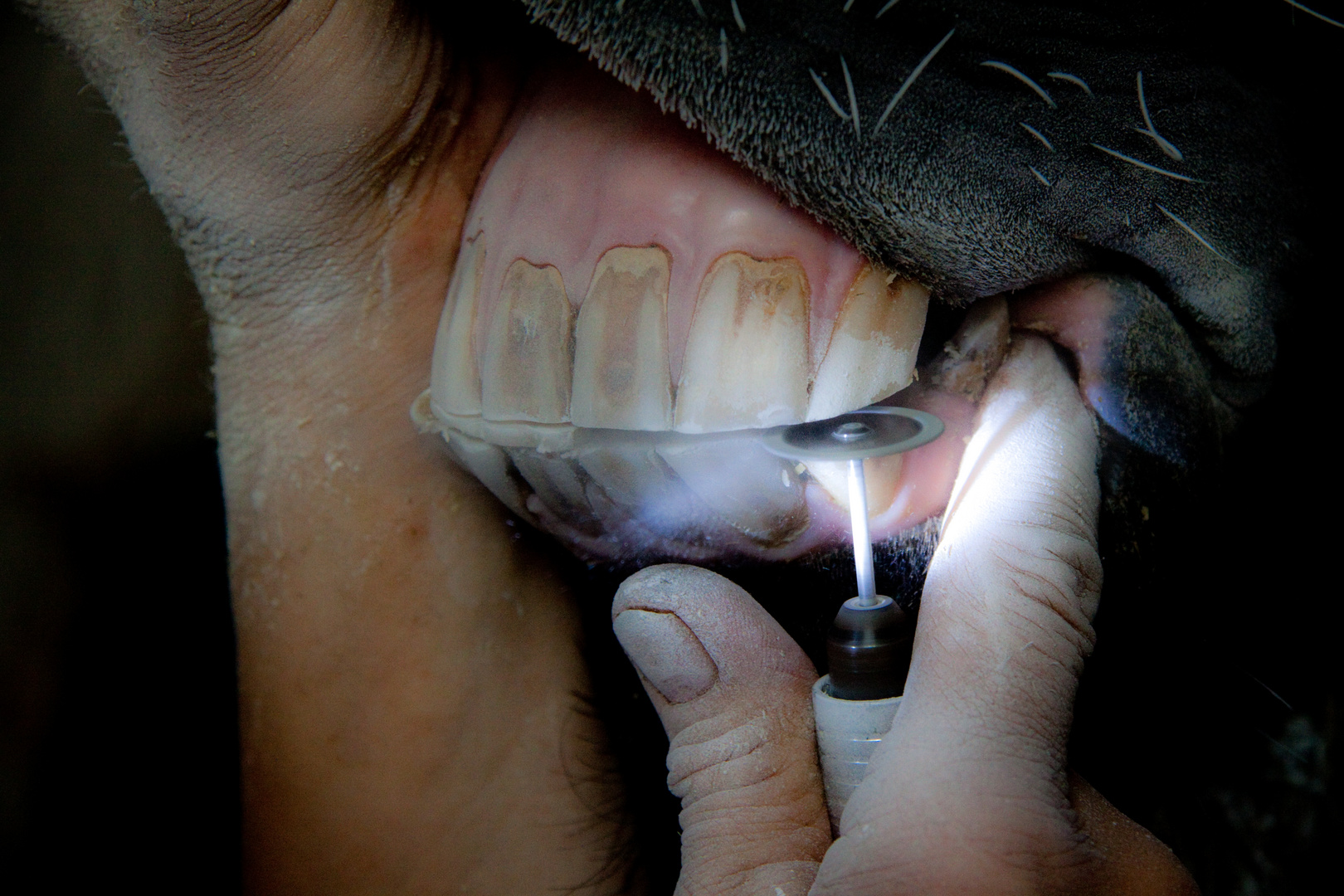Zahnpflege 2012