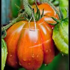 Zahnrad-Tomate