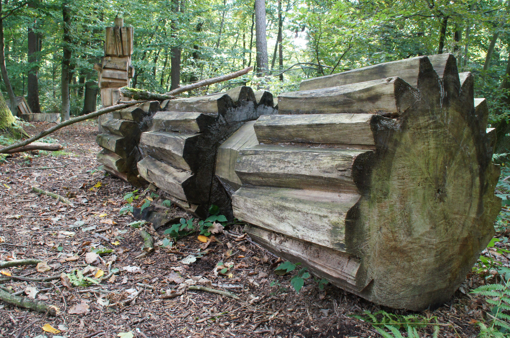 Zahnräder im Wald