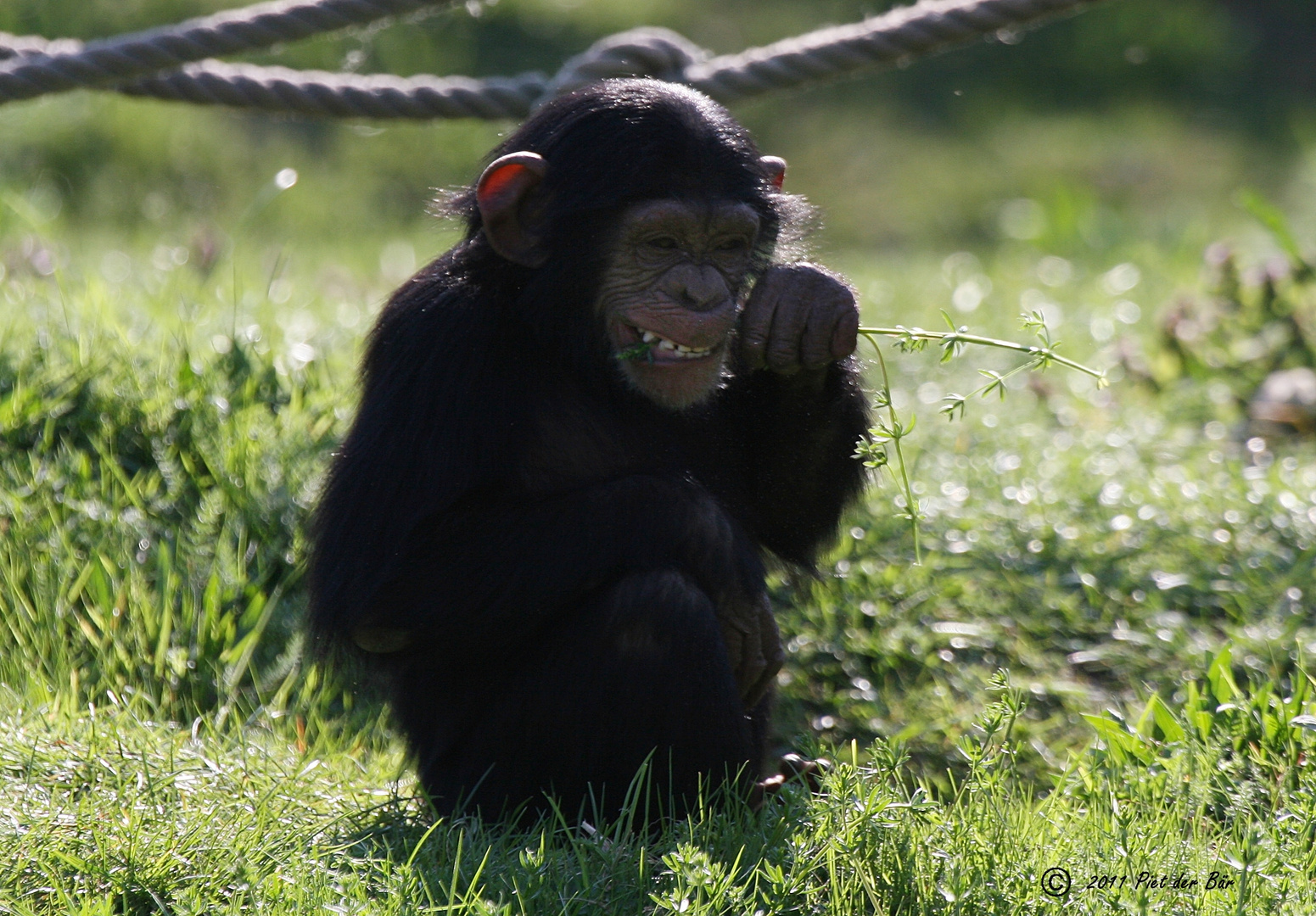 Zahnseide für Schimpansen
