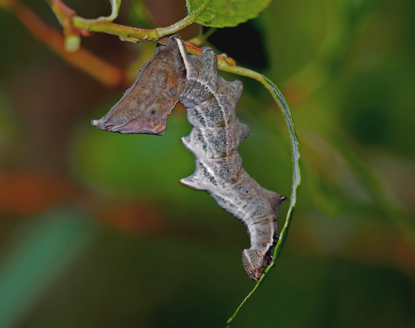 Zahnspinner-Raupe ... - Un extraterrestre ...