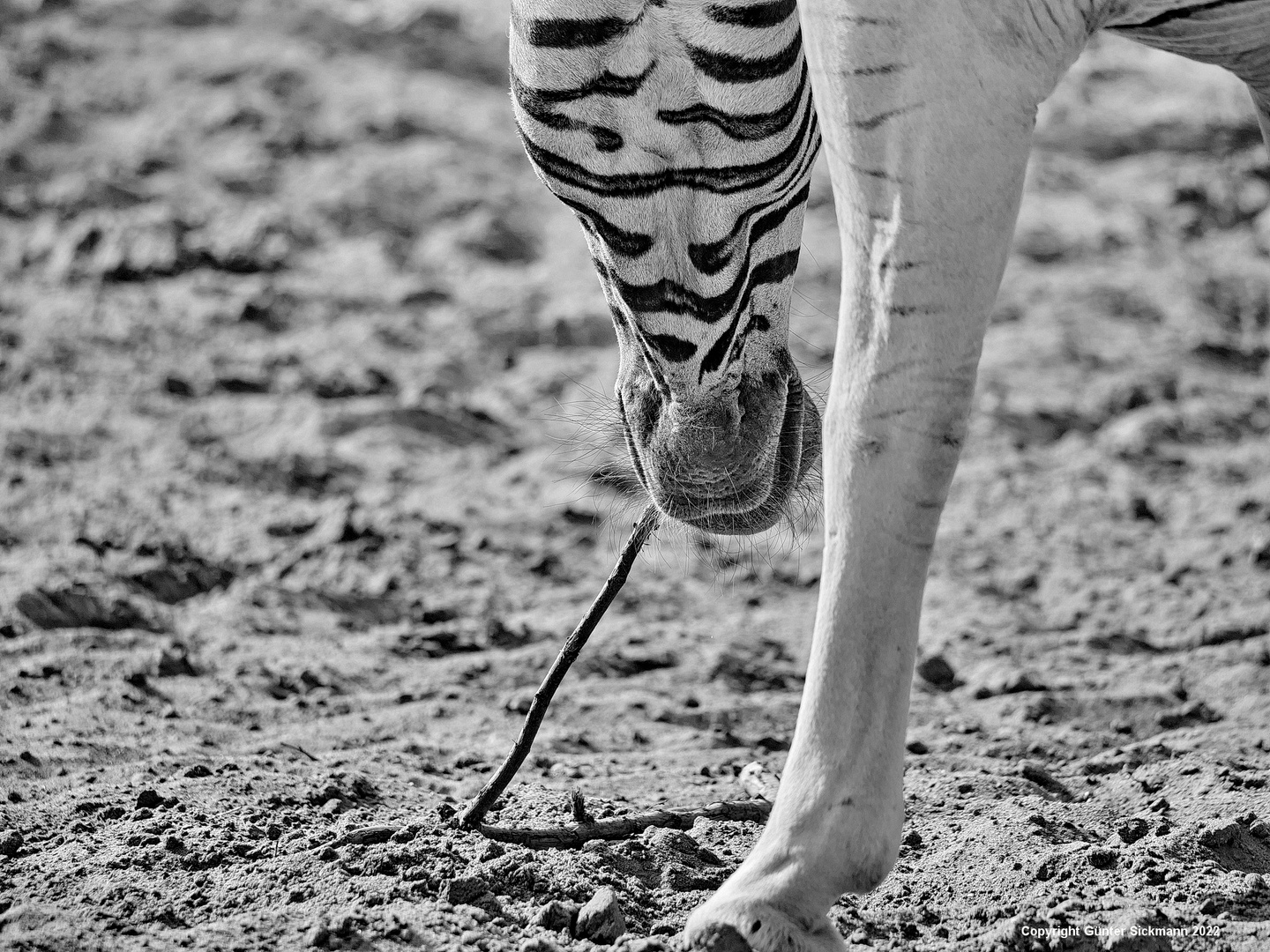 Zahnstocher für Zebras.