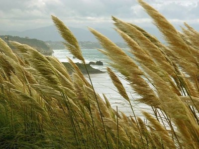 Zahrbittender Biarritz, 2006.