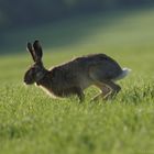 Zajíc polní (Lepus europaeus)1504291988