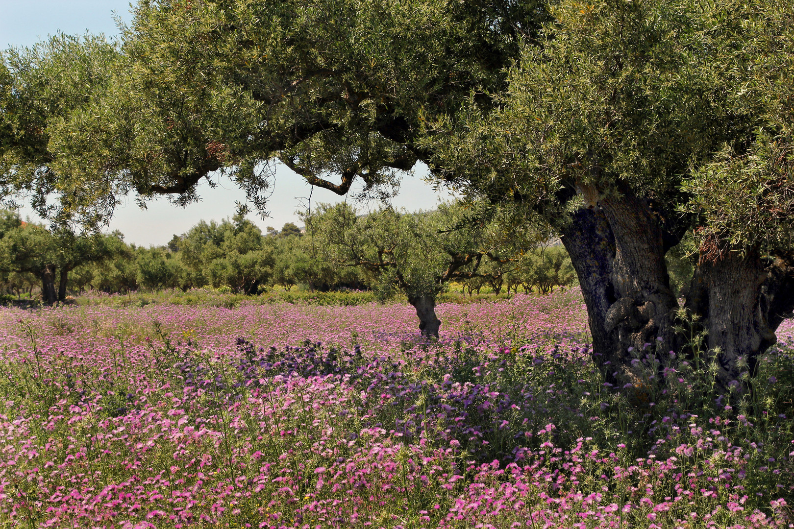 Zakynthos, Olivenbäume und blühende Disteln im Inselinneren bei Kampi