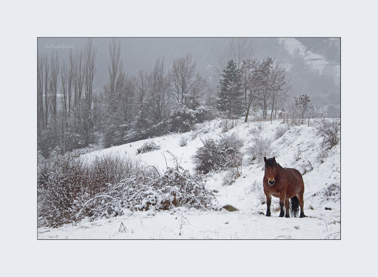 ZALDIA ELURRETAN ( Caballo en la nieve)