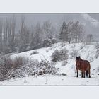 ZALDIA ELURRETAN ( Caballo en la nieve)