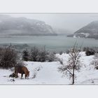 ZALDIA URTEGIAREN AURREAN  2 (Caballos frente al lago)