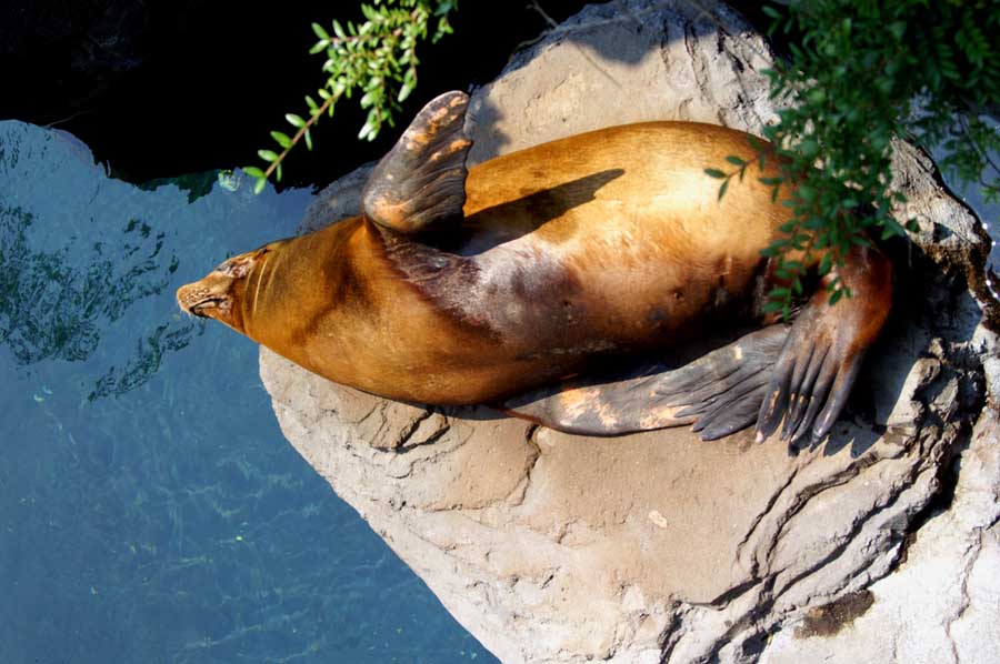 Zalophus californianus (Kalifornischer Seelöwe)