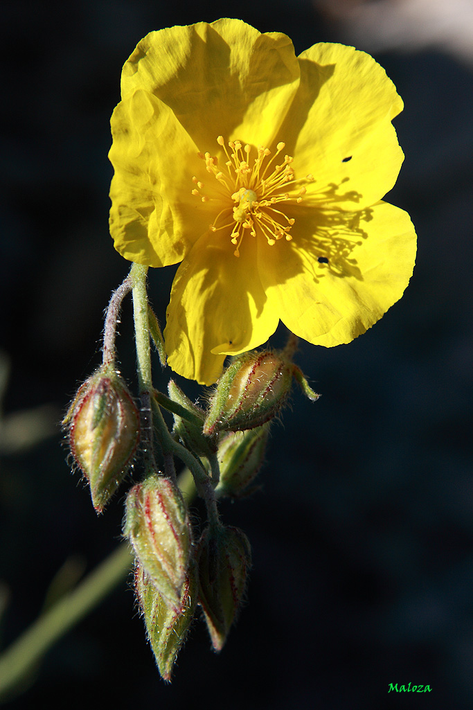 Zamarrilla negra (Helianthemum croceum)