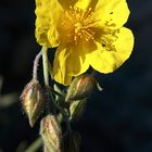 Zamarrilla negra (Helianthemum croceum)