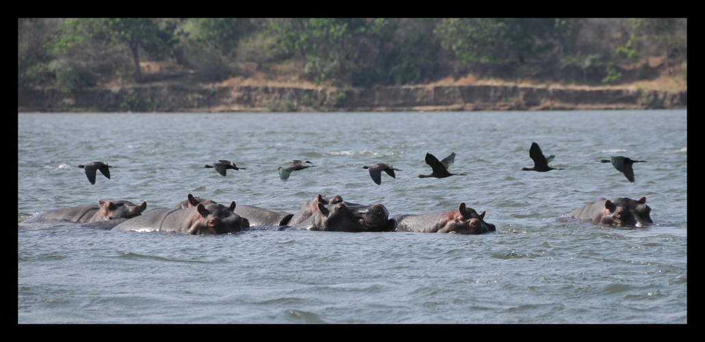 Zambezi River