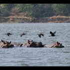 Zambezi River