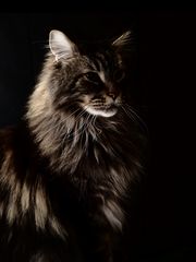 Zambo
