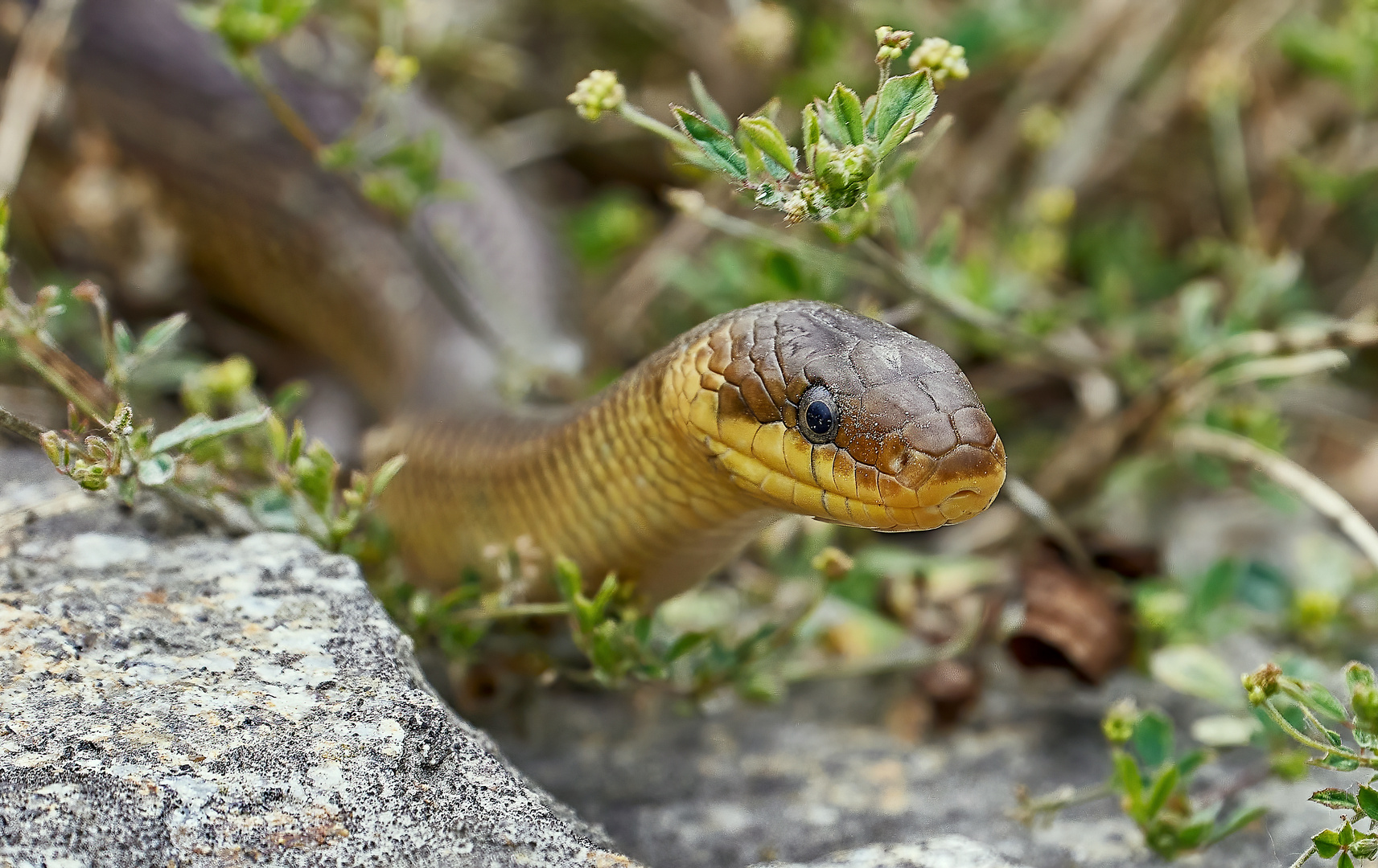 Zamenis longissimus - Äskulapnatter , von West-Süd Slowakei