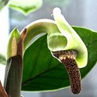 Zamioculcas-Blüte als Mittwochsblümchen